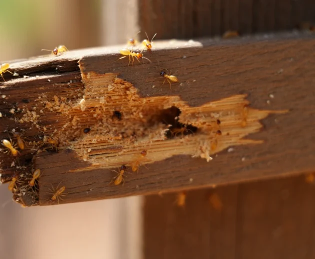 czy spuszczel pospolity atakuje domy