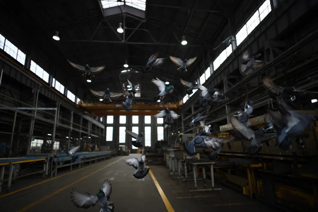 wyłapywanie gołębi