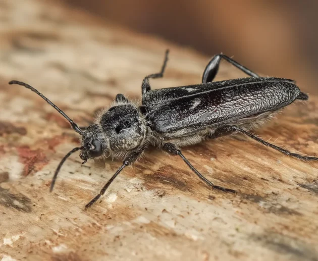 spuszczel pospolity groźny drewnojad