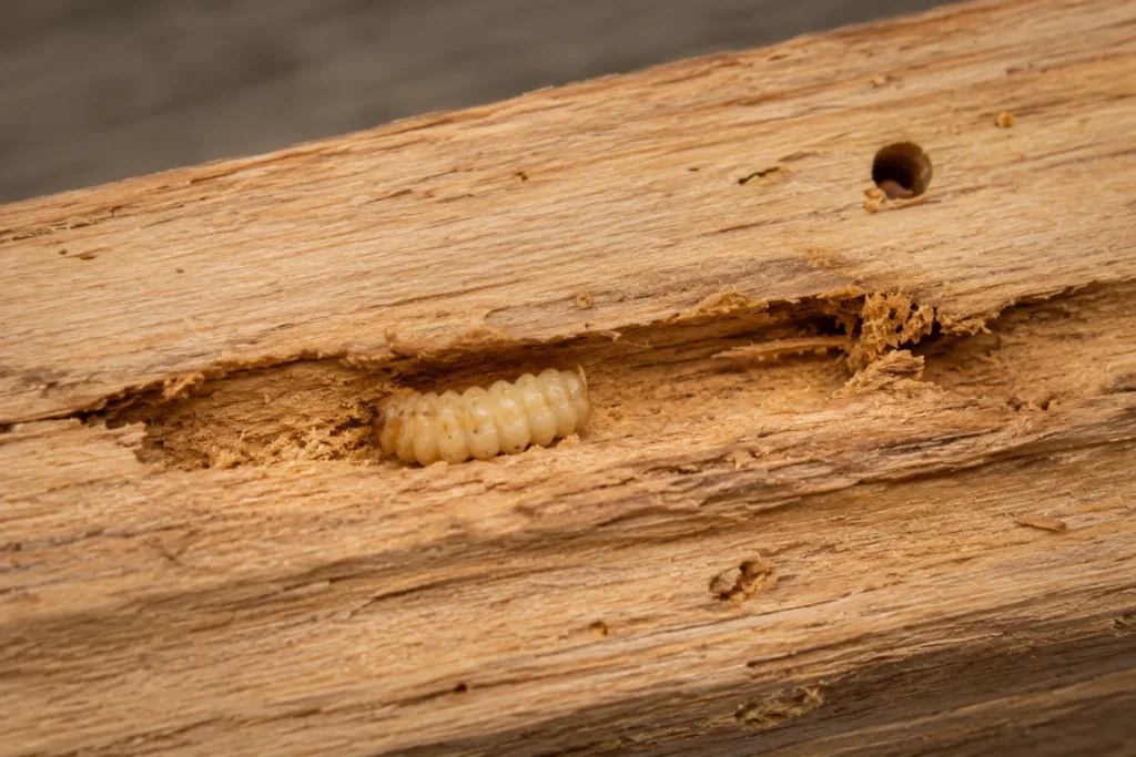 Larwy drewnojadów